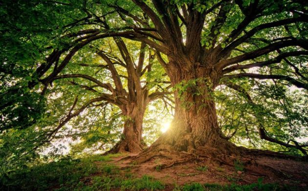 Des arbres connectés aux smartphones pour surveiller leur état de santé
