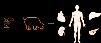 Un cochon avec 69 modifications génétiques comme donneur d’organes