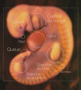 Un gène sous la loupe pour expliquer pourquoi les embryons perdent leur queue pendant leur développement