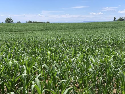 Des chercheurs romands ont concocté un gel biodégradable pour terrasser un ravageur du maïs