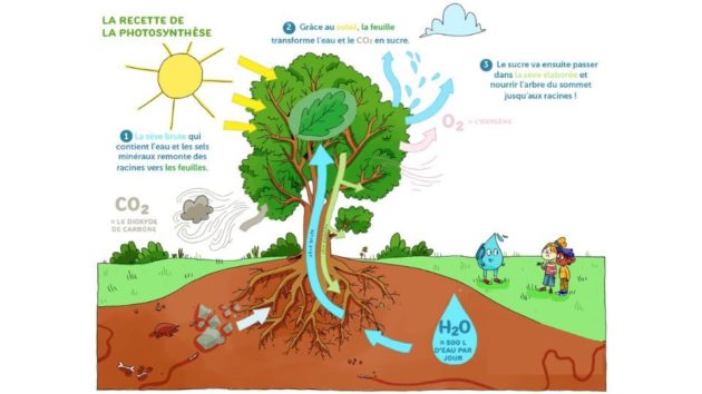 A partir de 30 degrés, la photosynthèse des arbres n’agit plus comme elle le devrait