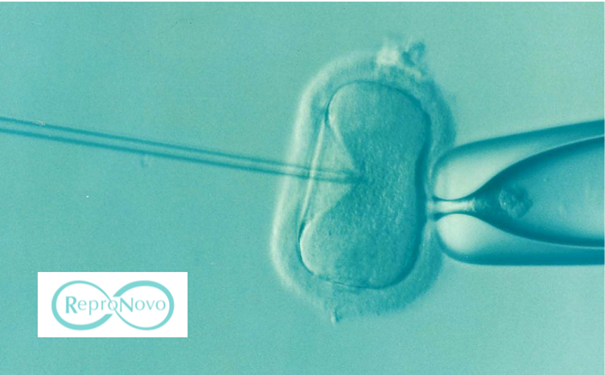 ReproNovo lève 65 millions de dollars pour accélérer ses thérapies en médecine reproductive