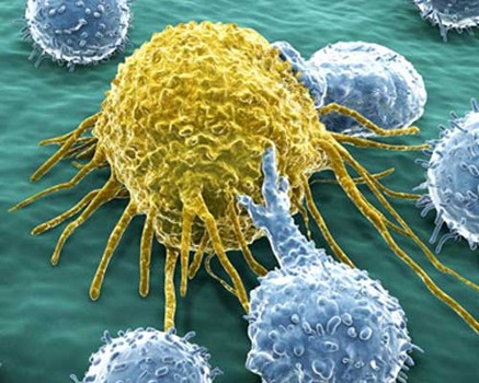 Ces “cellules oubliées” qui tuent les tumeurs : une percée à l’UNIGE