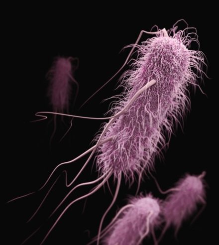Une nouvelle bactérie intestinale booste les immunothérapies anticancer