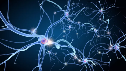 Bonne nouvelle: des neurones naissent vraiment à tout âge, confirme une étude suédoise