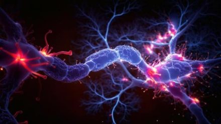 Des implants neuronaux camouflés pour esquiver le système immunitaire