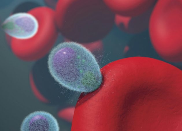 Un vaccin ARNm innovant pour interrompre le cycle de la malaria