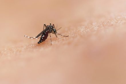 Fièvre du Nil occidental : l’Italie frappée, la Suisse en état d’alerte