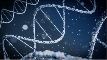 Réduire le nombre de chromosomes : une nouvelle étape vers la création de gamètes artificiels