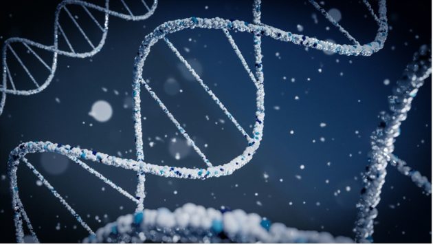 Réduire le nombre de chromosomes : une nouvelle étape vers la création de gamètes artificiels