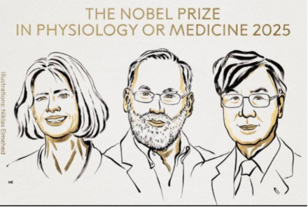 Quand le système immunitaire s’autorégule : une percée digne d’un Nobel