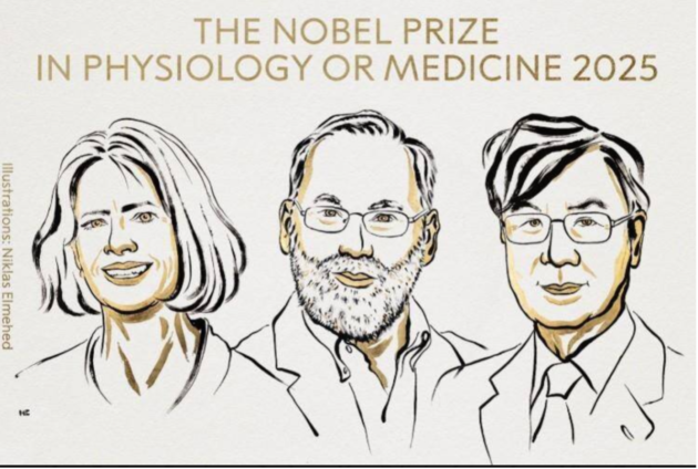 Quand le système immunitaire s’autorégule : une percée digne d’un Nobel