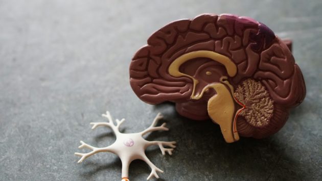 Un nouvel espoir face au cancer du cerveau