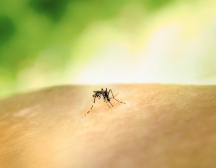 Le virus de la dengue apparaît en Suisse : un signal d’alerte sanitaire