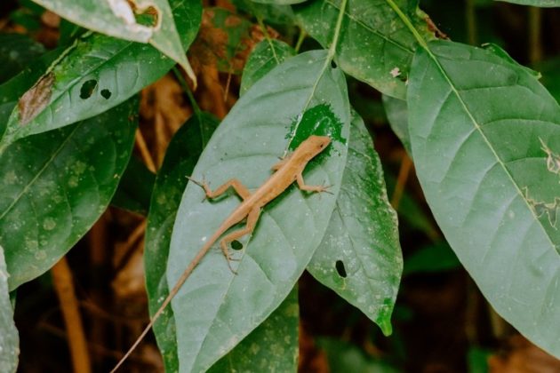 Régénération : une thérapie génique ouvre la voie à la repousse de membres chez les mammifères