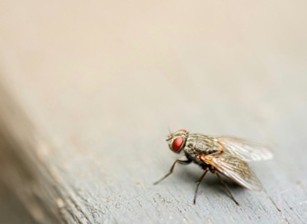 Une “mouche numérique” : vers une simulation complète du cerveau pour comprendre l’intelligence