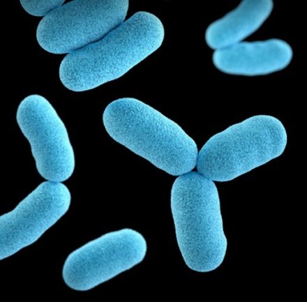 Sport et microbiote : l’exercice transforme profondément notre santé intestinale