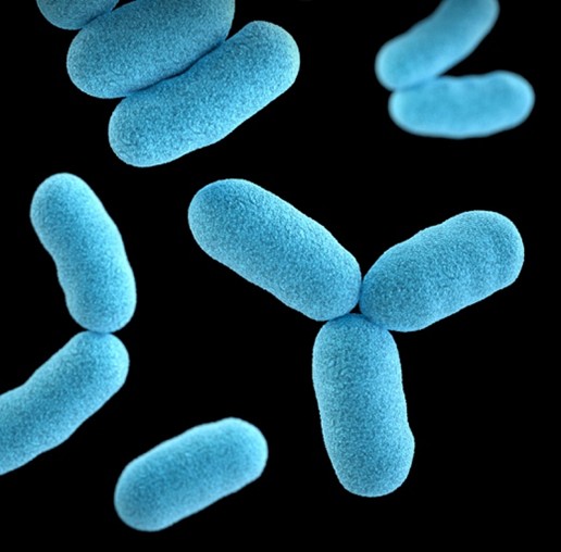 Sport et microbiote : l’exercice transforme profondément notre santé intestinale