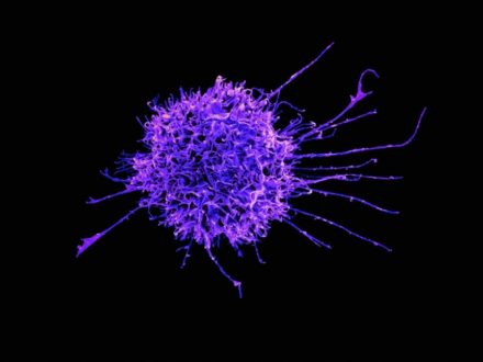 L’Université de Fribourg identifie un mécanisme qui protège l’efficacité des lymphocytes T