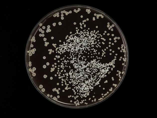 Le confinement mécanique rend certaines bactéries plus tolérantes aux antibiotiques