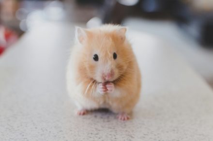 L’Empa développe une souris virtuelle pour réduire les tests sur animaux