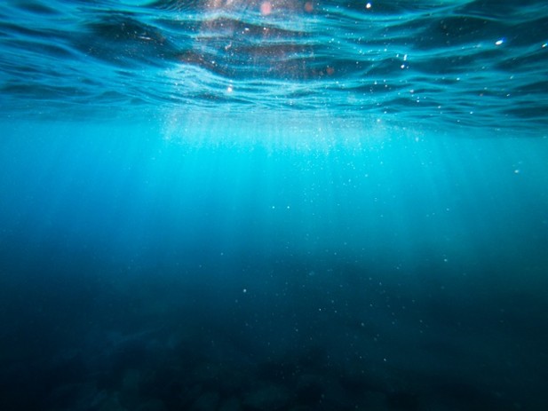 Le phytoplancton révèle une surprenante organisation en «pelures d’oignon»