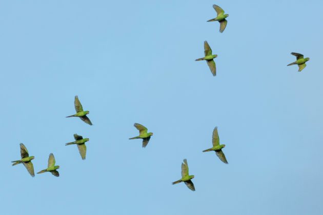Certains oiseaux pourraient renforcer le bien-être dans les espaces de loisirs