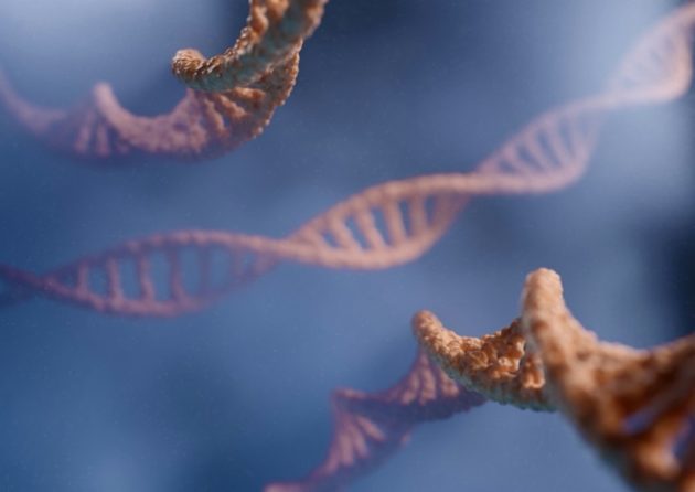 Des « codes-barres » d’ADN aideraient les chromosomes à se reconnaître