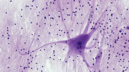 Le cerveau adulte pourrait réorganiser ses cellules de soutien après une lésion