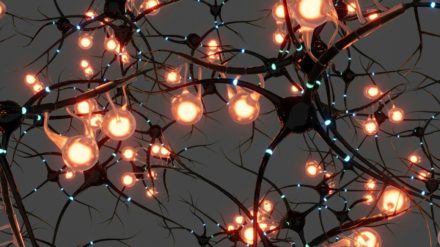 Qui se ressemble s’assemble… aussi dans le cerveau ?