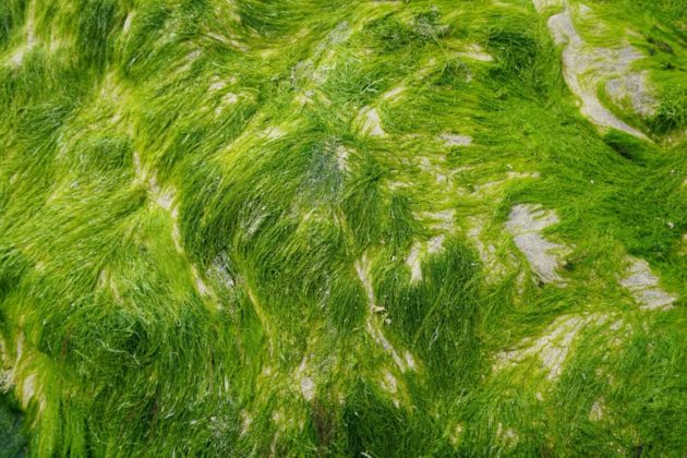 L’EPFL développe un capteur pour détecter les cyanobactéries toxiques dans les lacs