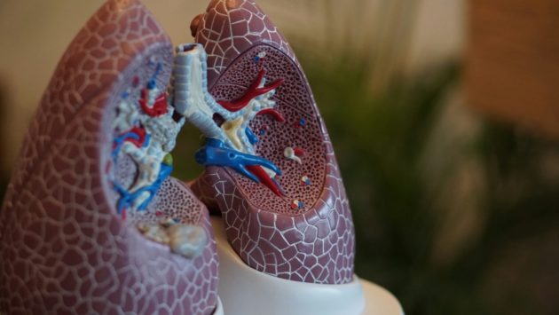 Une protéine clé éclaire la réparation des voies respiratoires