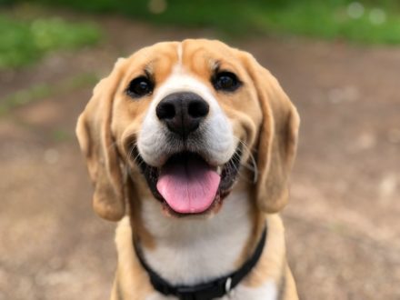 En Inde, des chiens et l’IA s’allient pour détecter le cancer