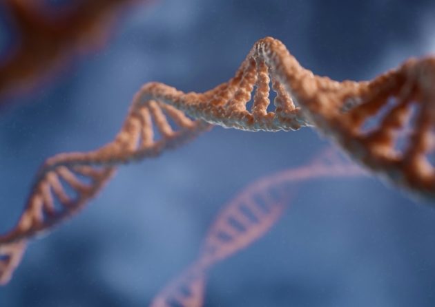 Des chercheurs découvrent comment le noyau des cellules crée ses portes d’entrée