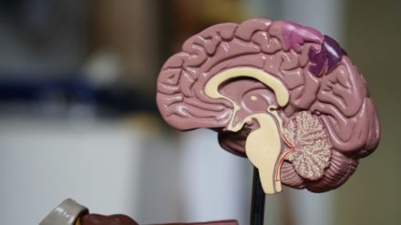 Une petite structure cérébrale joue un rôle clé dans la mémoire de travail